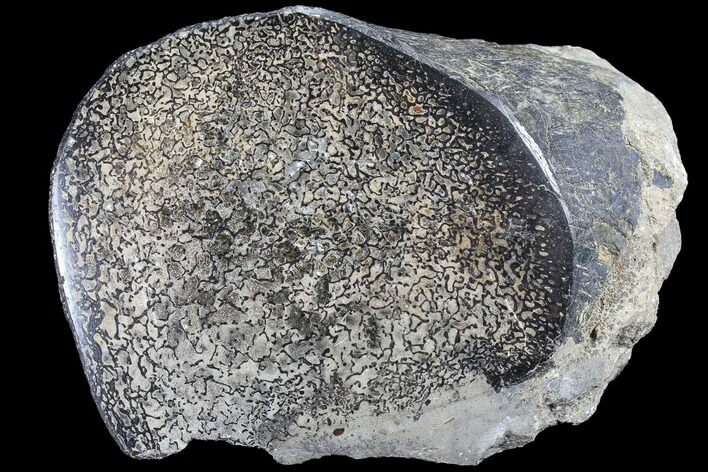 Polished Dinosaur Bone (Gembone) Section - Colorado #86829